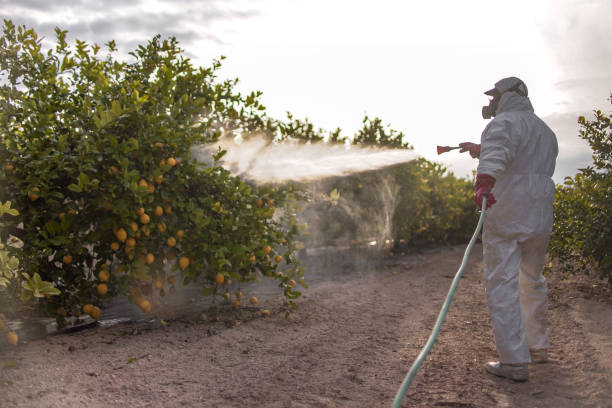 Best Flea Control Services  in Mogul, NV