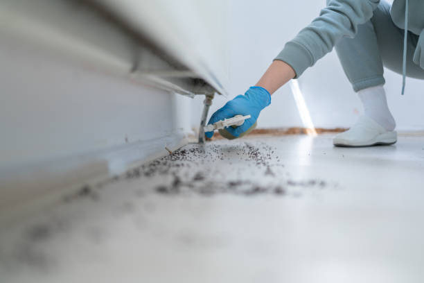 Flea Control Services in Mogul, NV